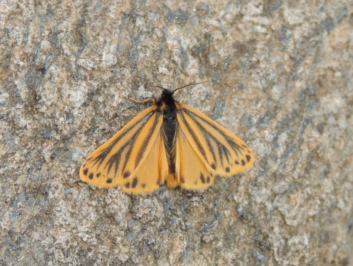 Setina sp. - Erebidae